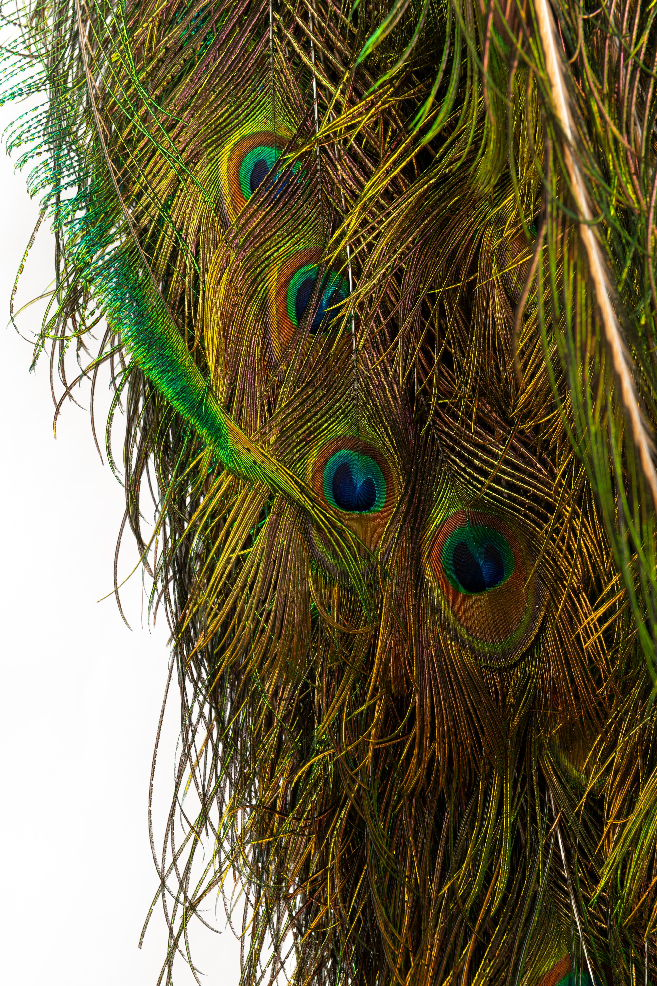 A Taxidermy Peacock (GS 433)