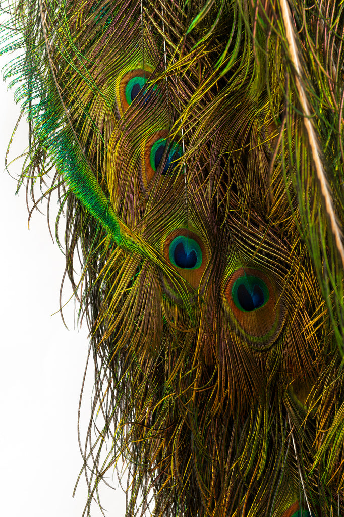 A Taxidermy Peacock (GS 433)