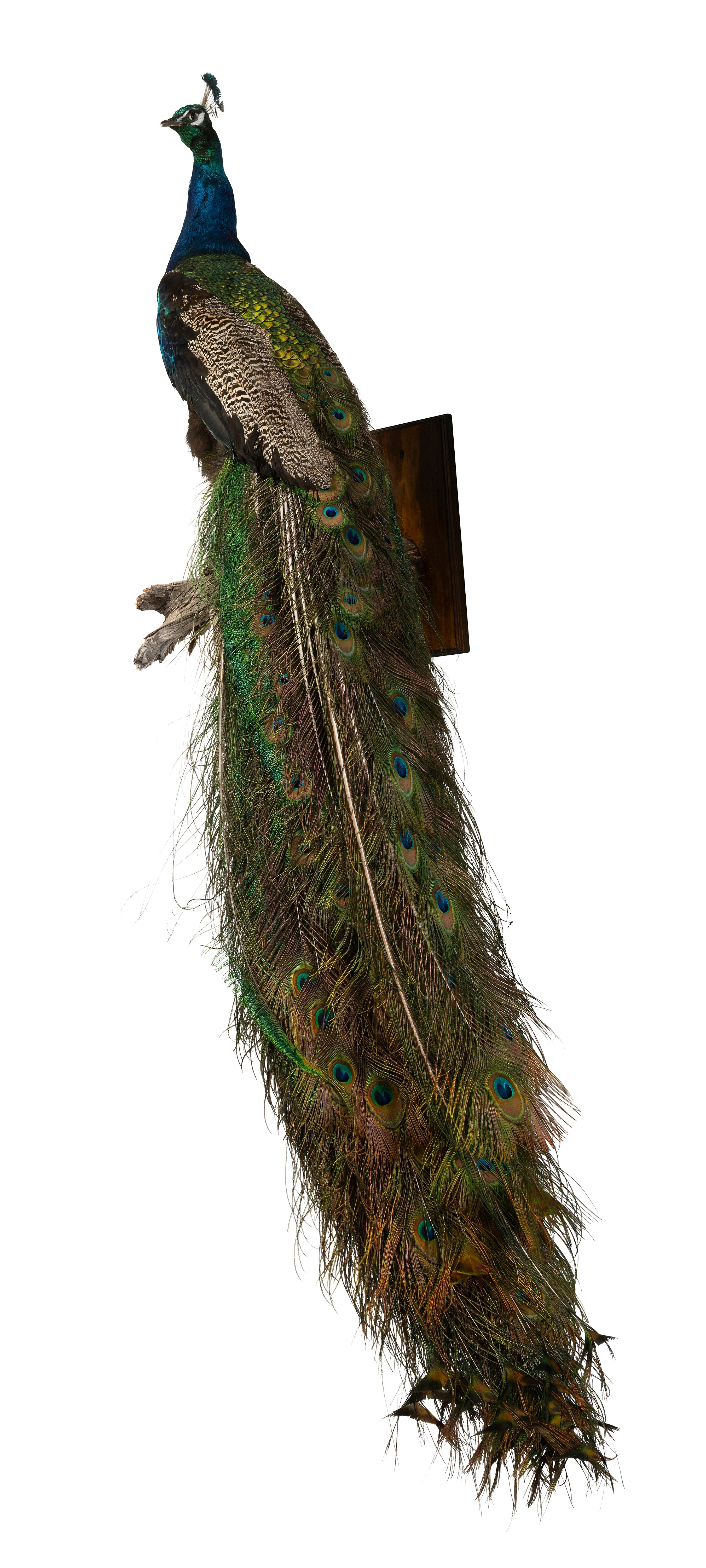 A Taxidermy Peacock (GS 433)