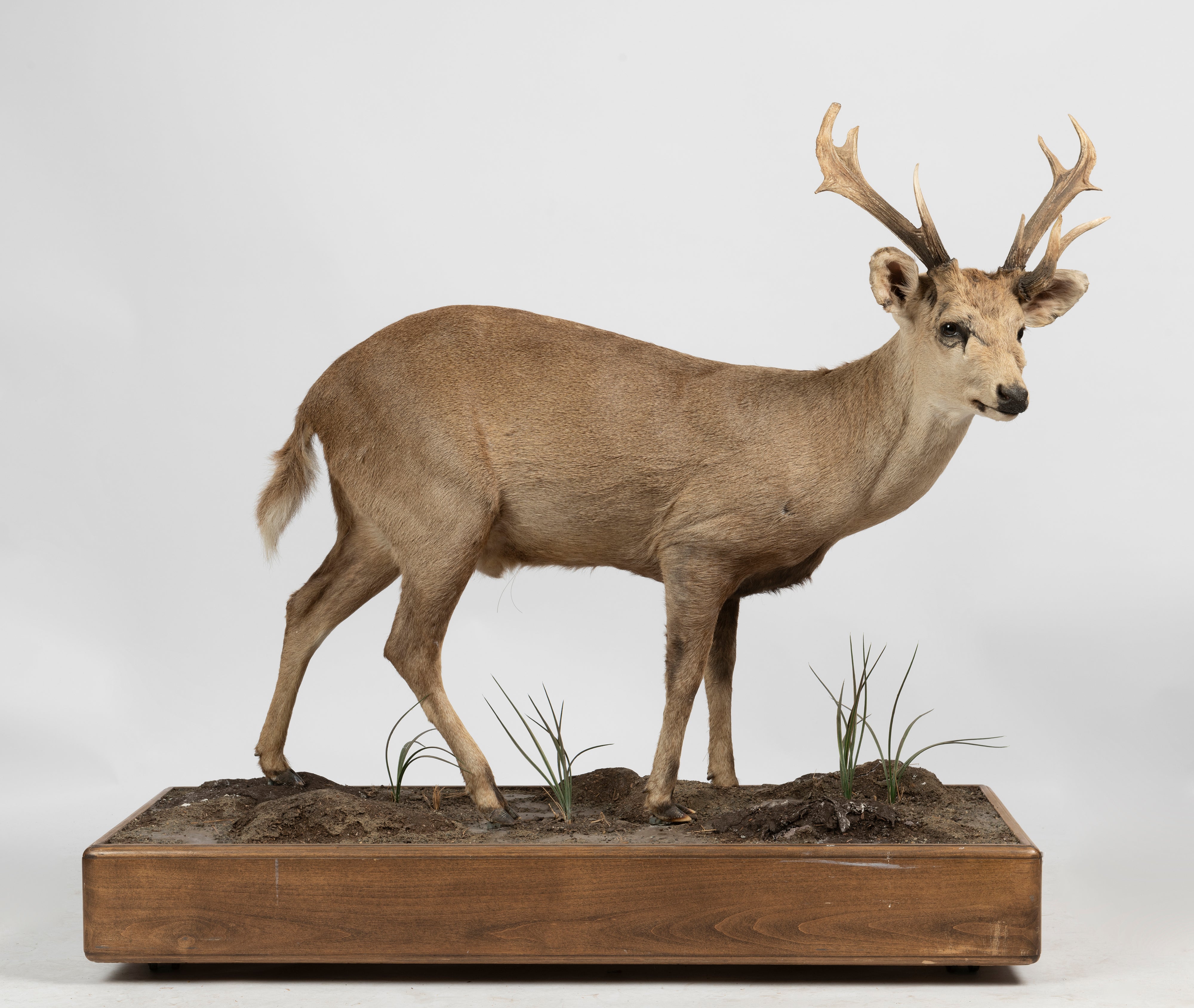 A Taxidermied Specimen of a Pig Deer