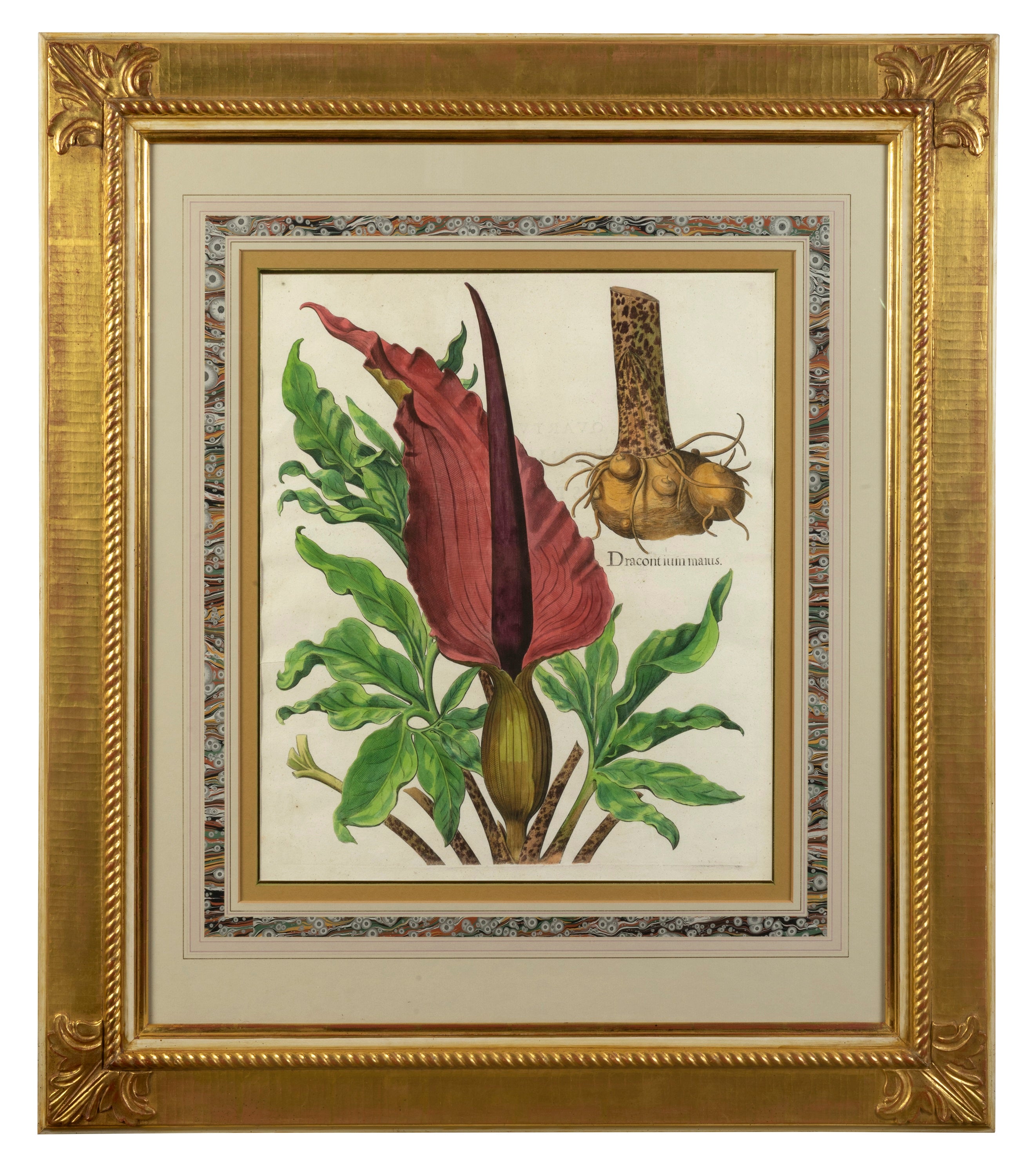 A Set of Four Arthur Brett Botanical Illustrations, German 17th Century.