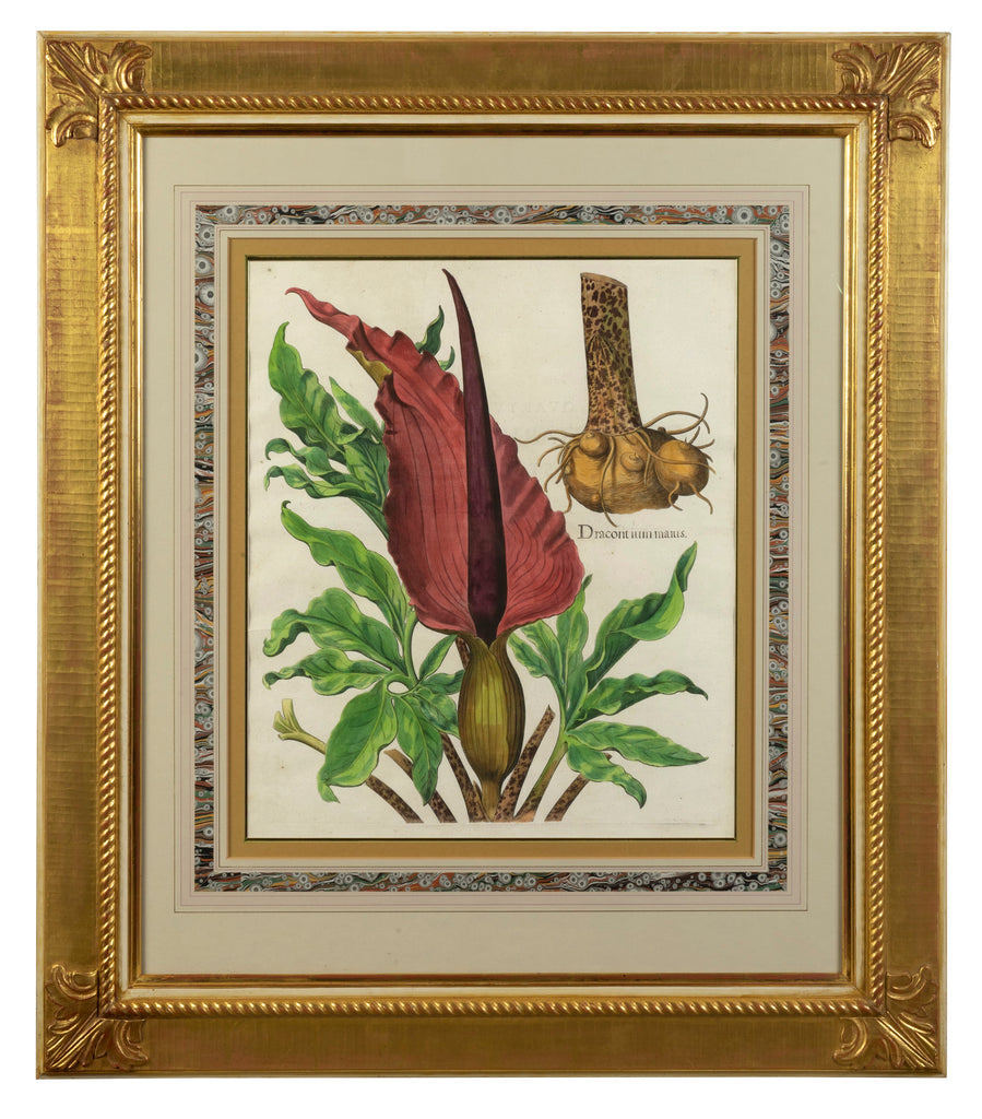 A Set of Four Arthur Brett Botanical Illustrations, German 17th Century.