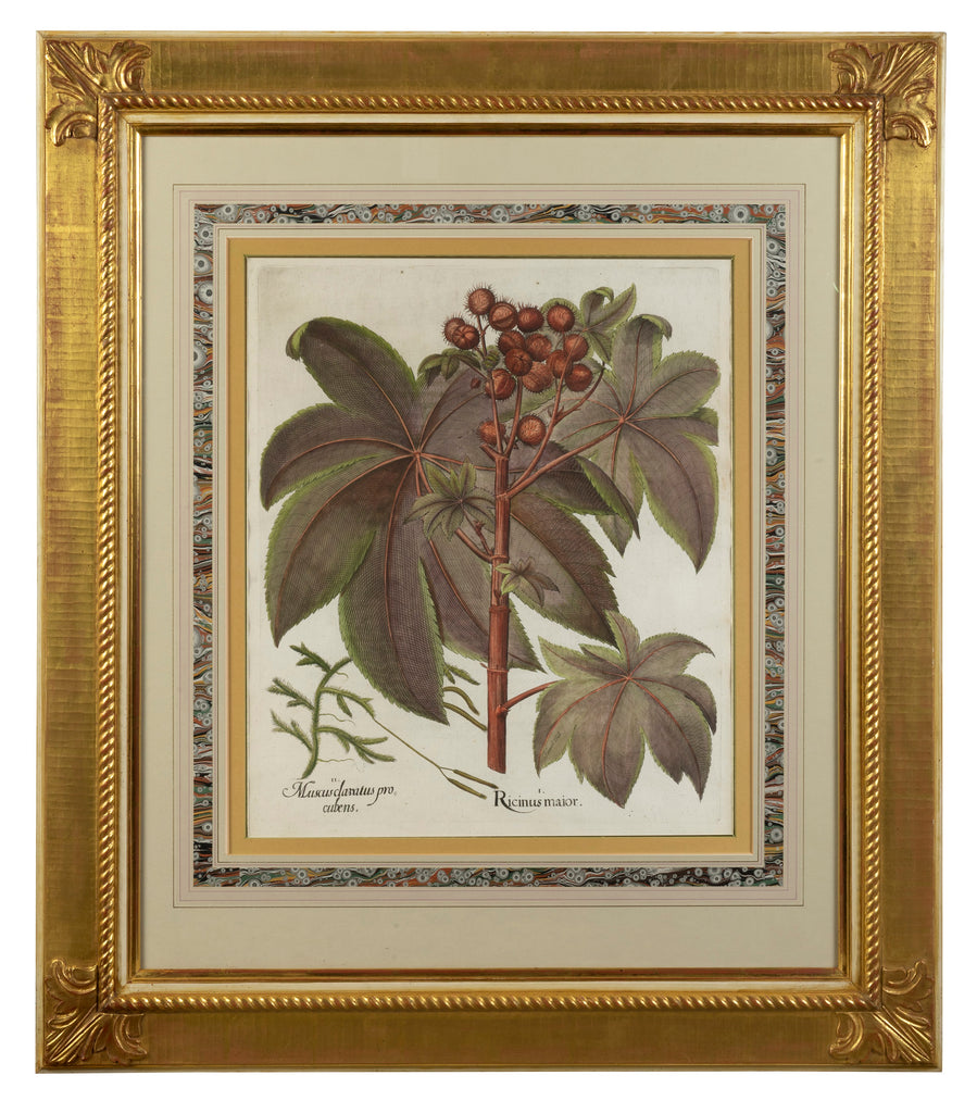 A Set of Four Arthur Brett Botanical Illustrations, German 17th Century.