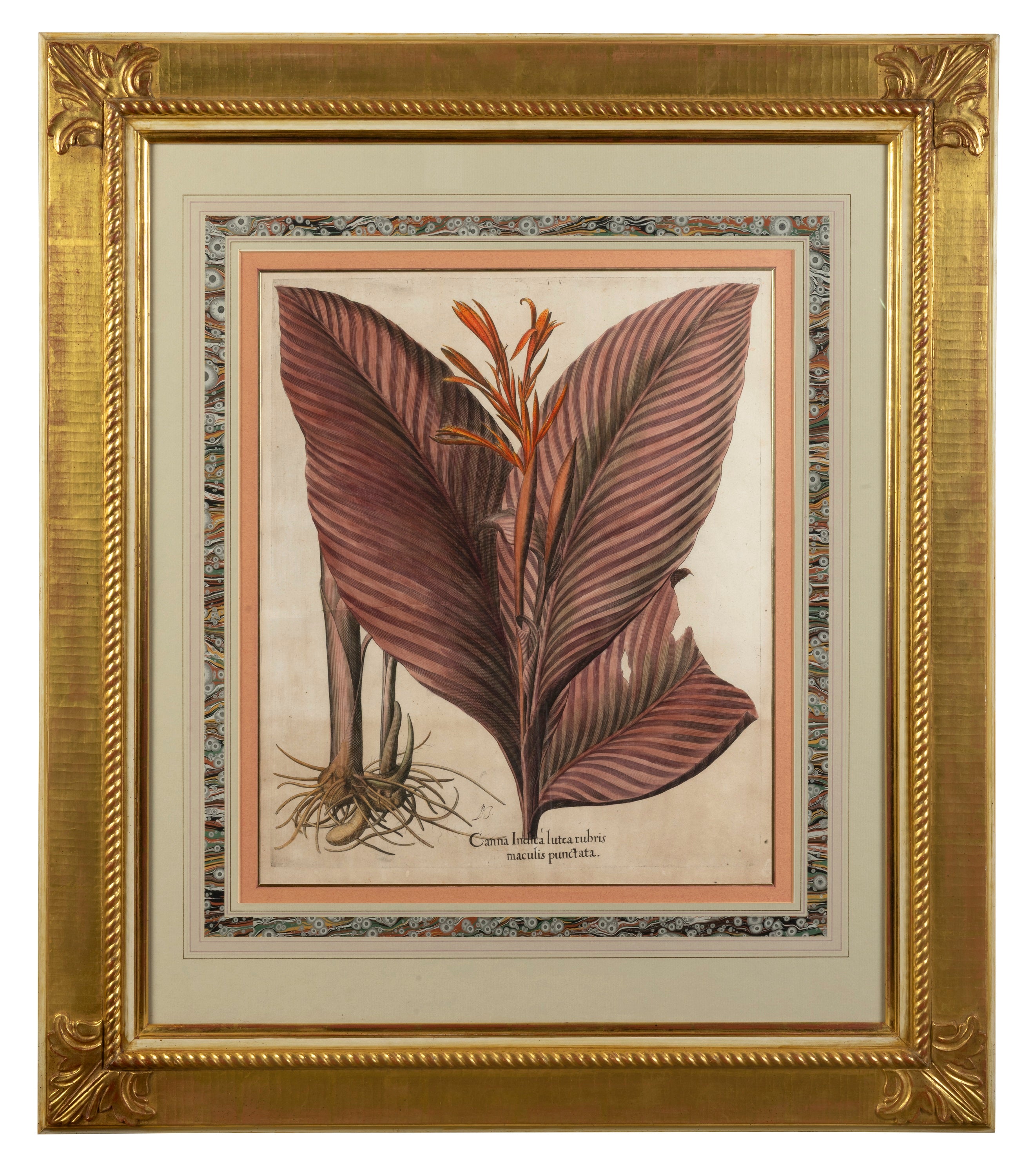 A Set of Four Arthur Brett Botanical Illustrations, German 17th Century.