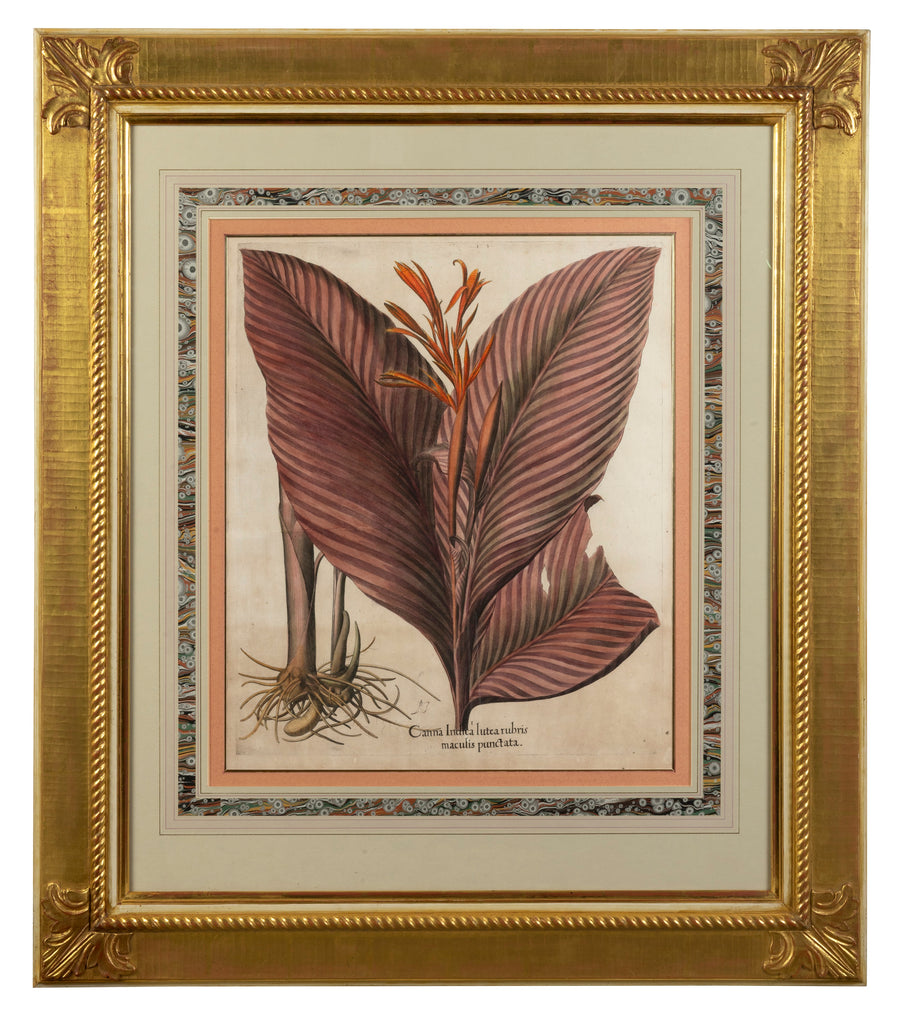 A Set of Four Arthur Brett Botanical Illustrations, German 17th Century.