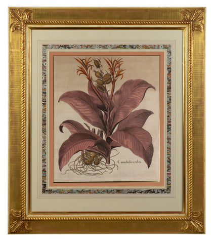 A Set of Four Arthur Brett Botanical Illustrations, German 17th Century.