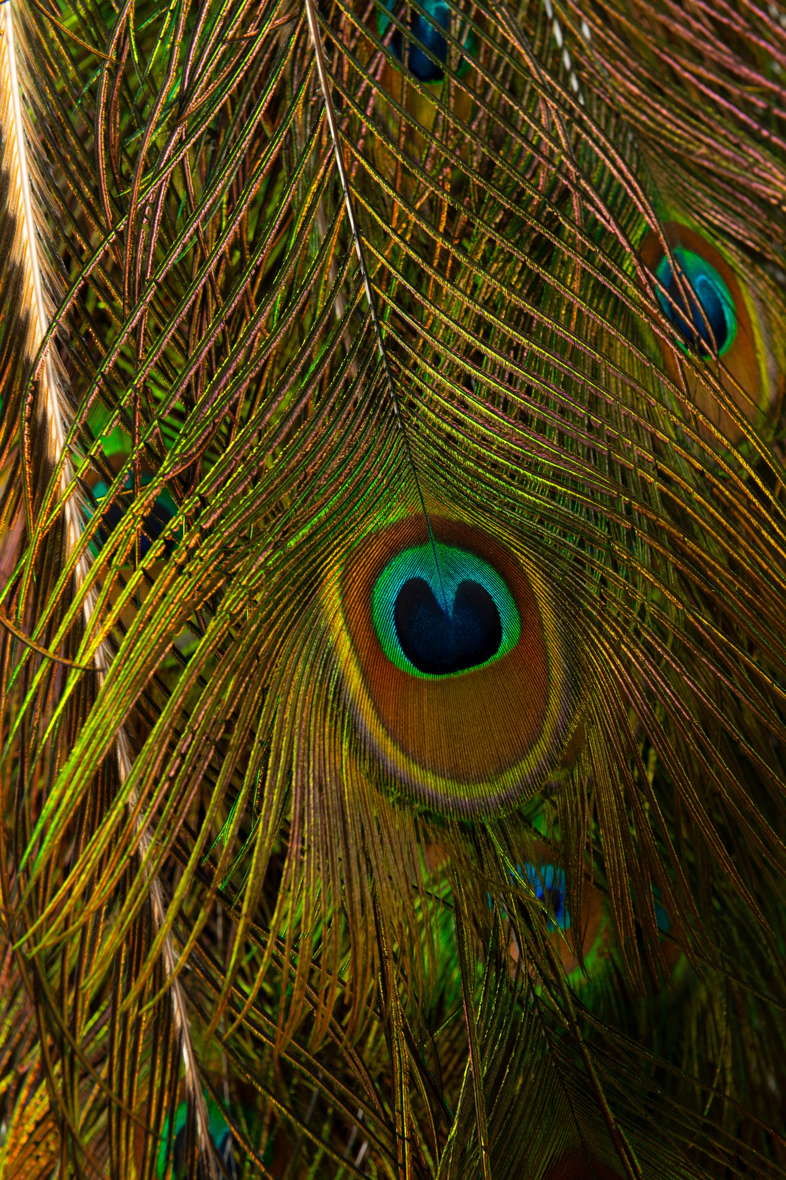A Taxidermy Peacock (GS 433)