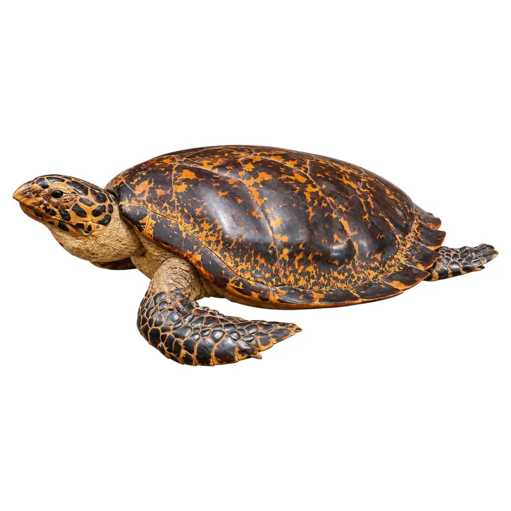 A Large Vintage Hawksbill Sea Turtle