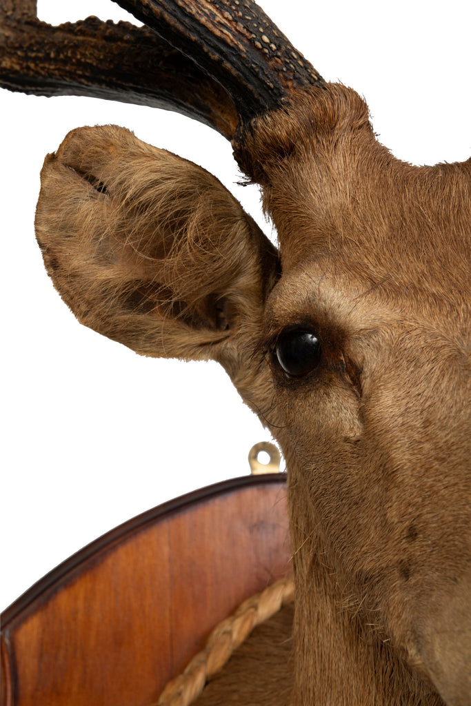 A Taxidermy Deer Head (GS. 450)