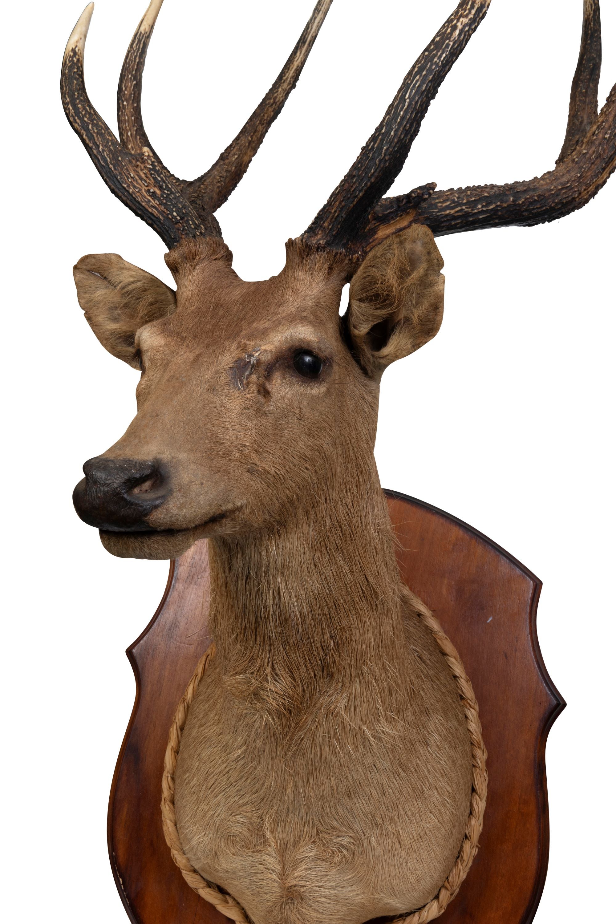 A Taxidermy Deer Head (GS. 450)