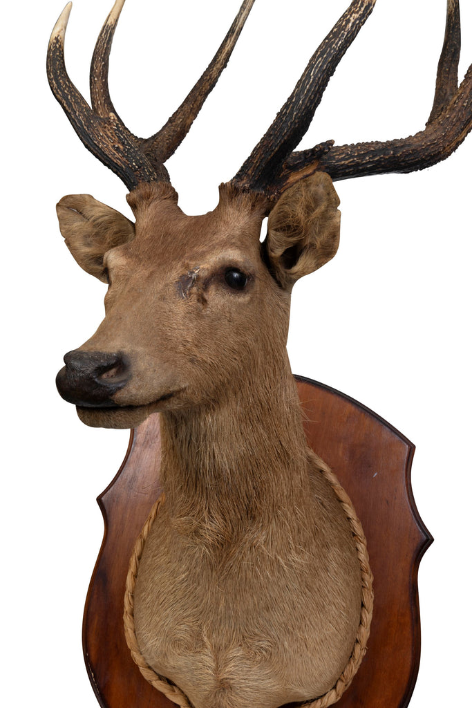 A Taxidermy Deer Head (GS. 450)