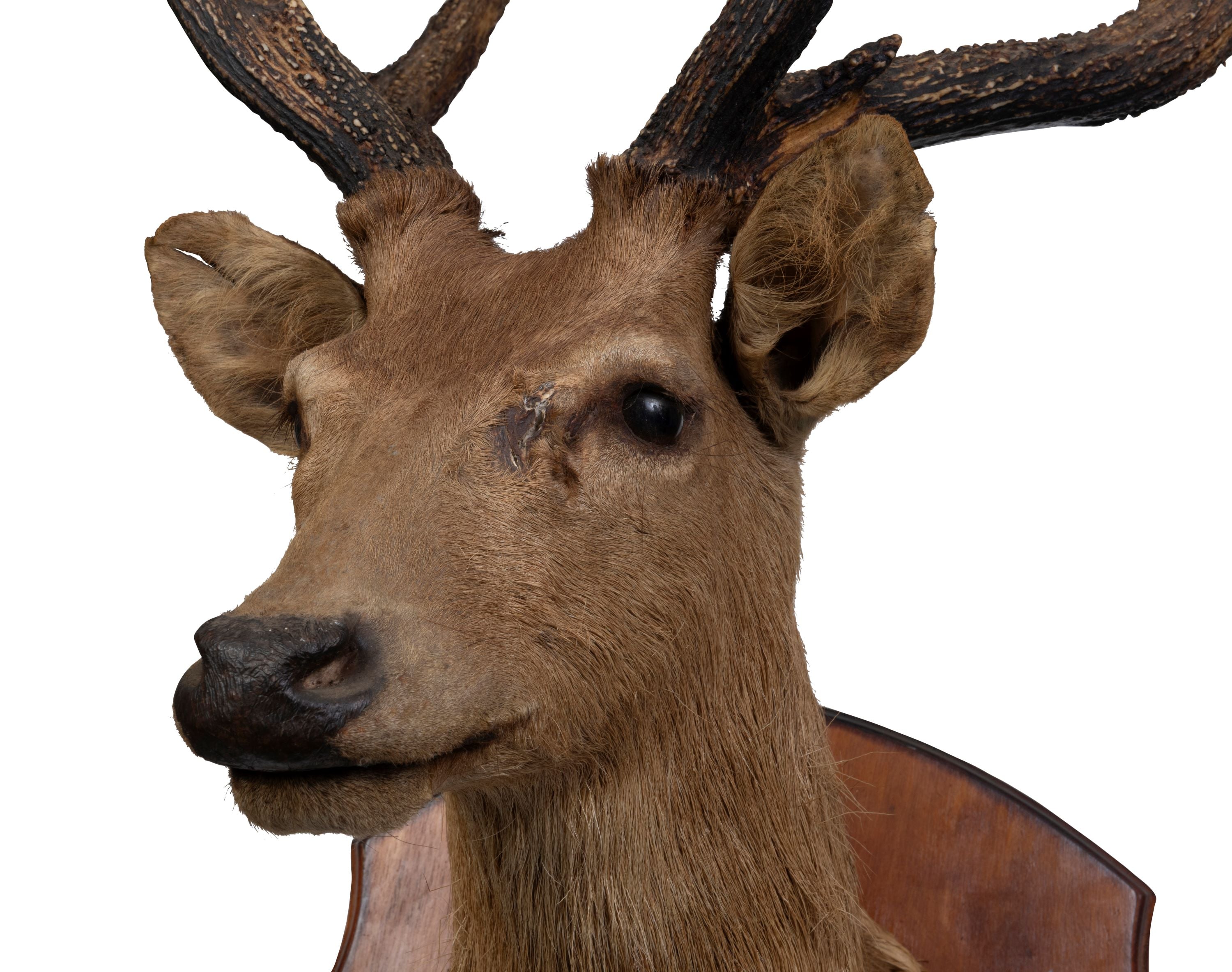 A Taxidermy Deer Head (GS. 450)