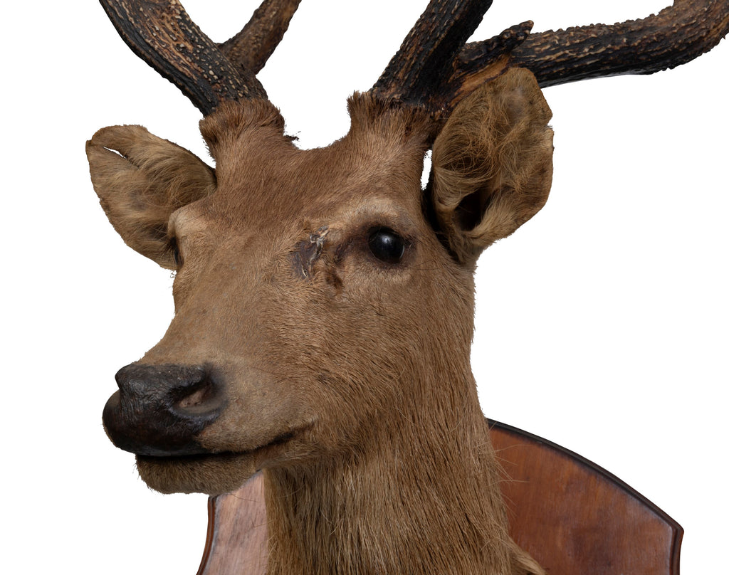 A Taxidermy Deer Head (GS. 450)