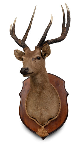 A Taxidermy Deer Head (GS. 450)
