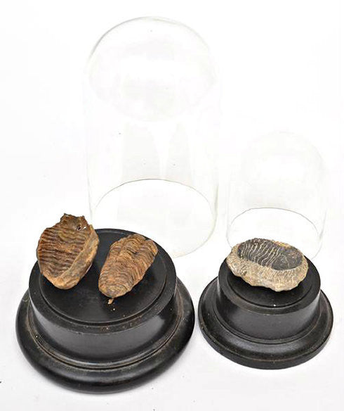A Series of Fossilised Beetles with Domes.