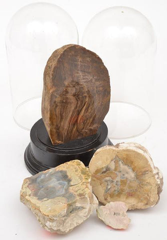 A Collection of Mineral Specimens with Glass Domes
