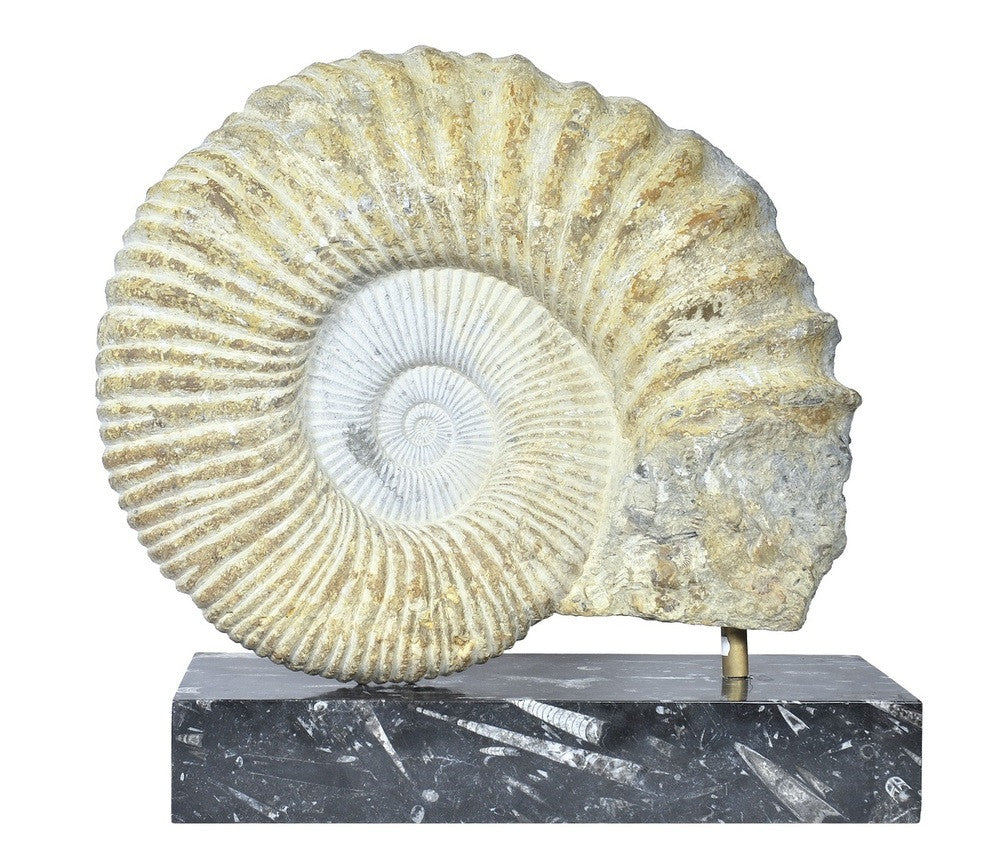 A Substantial Ammonite Fossil on Plinth