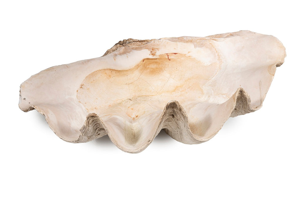 A Giant Clam Shell