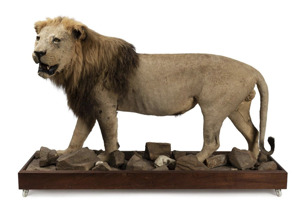 A Complete African Lion Mount, Early 20th Century